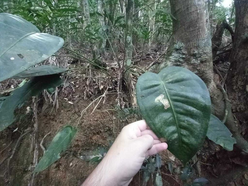 Anthurium lucidum photo 4
