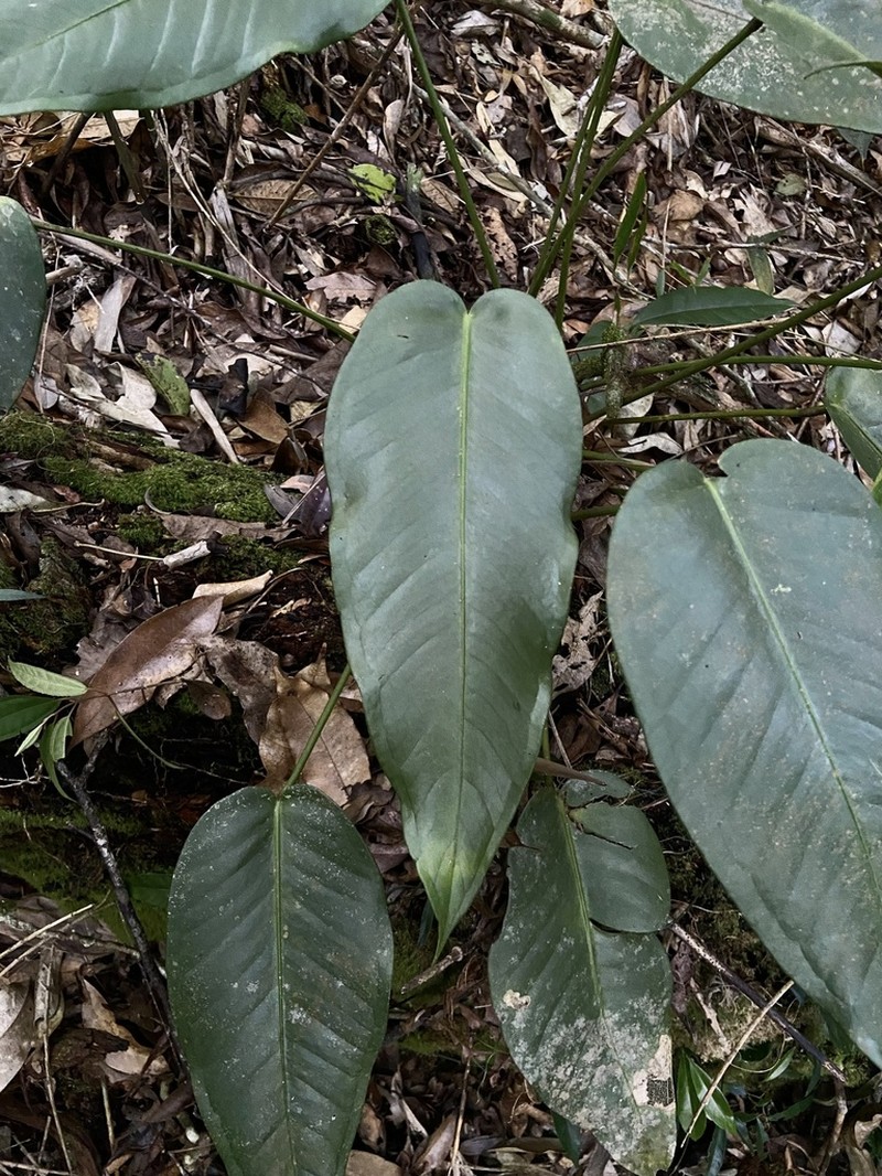 Anthurium lucidum photo 5