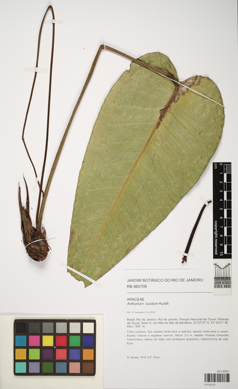 Anthurium lucidum photo 7