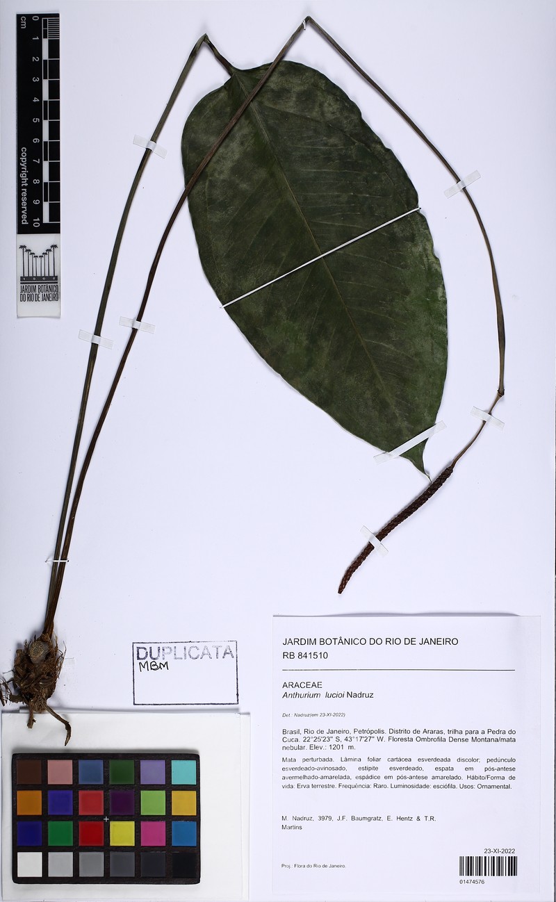 Anthurium lucioi photo 2