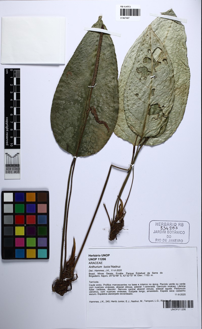 Anthurium lucioi photo 3