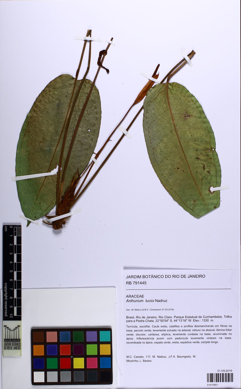 Anthurium lucioi photo 4