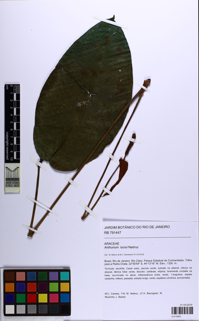 Anthurium lucioi photo 5