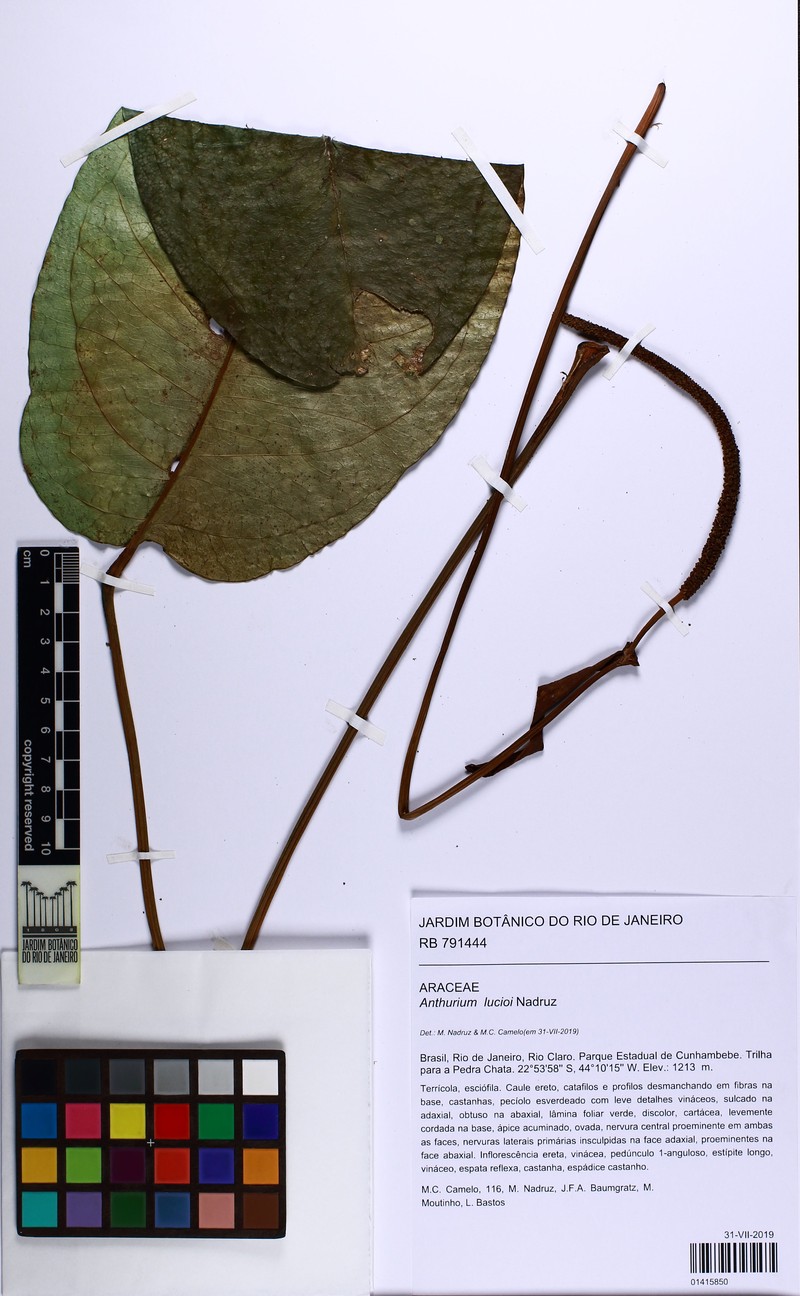 Anthurium lucioi photo 6