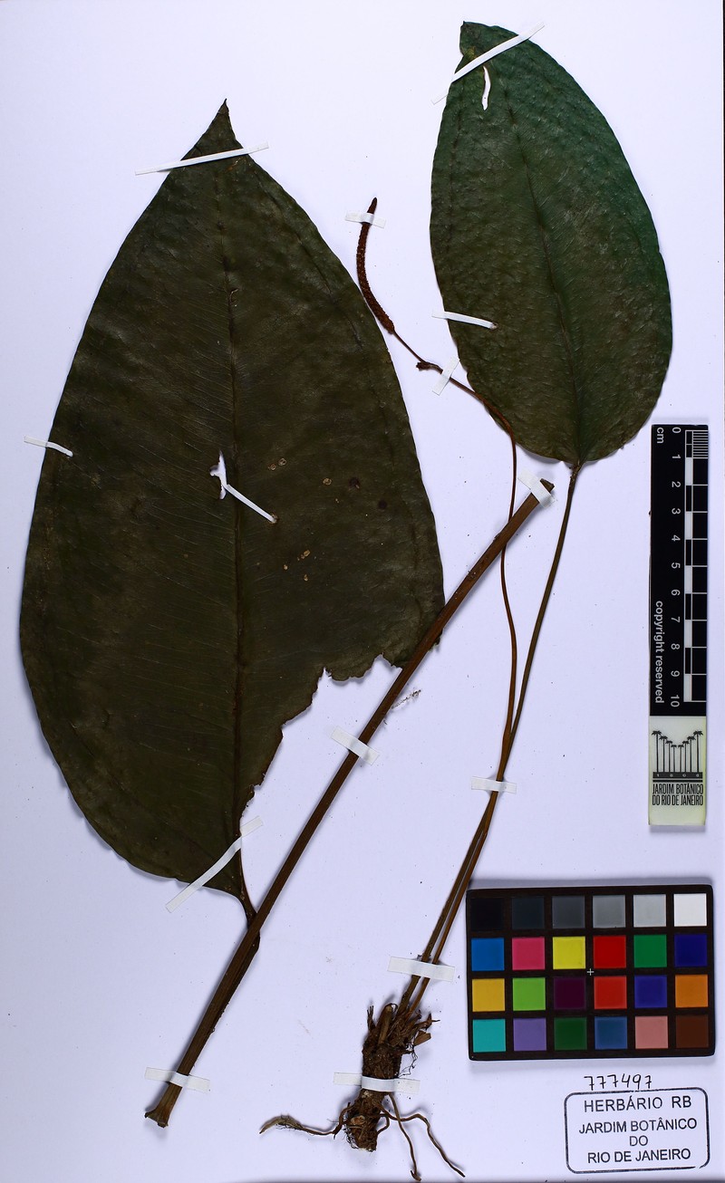 Anthurium lucioi photo 7