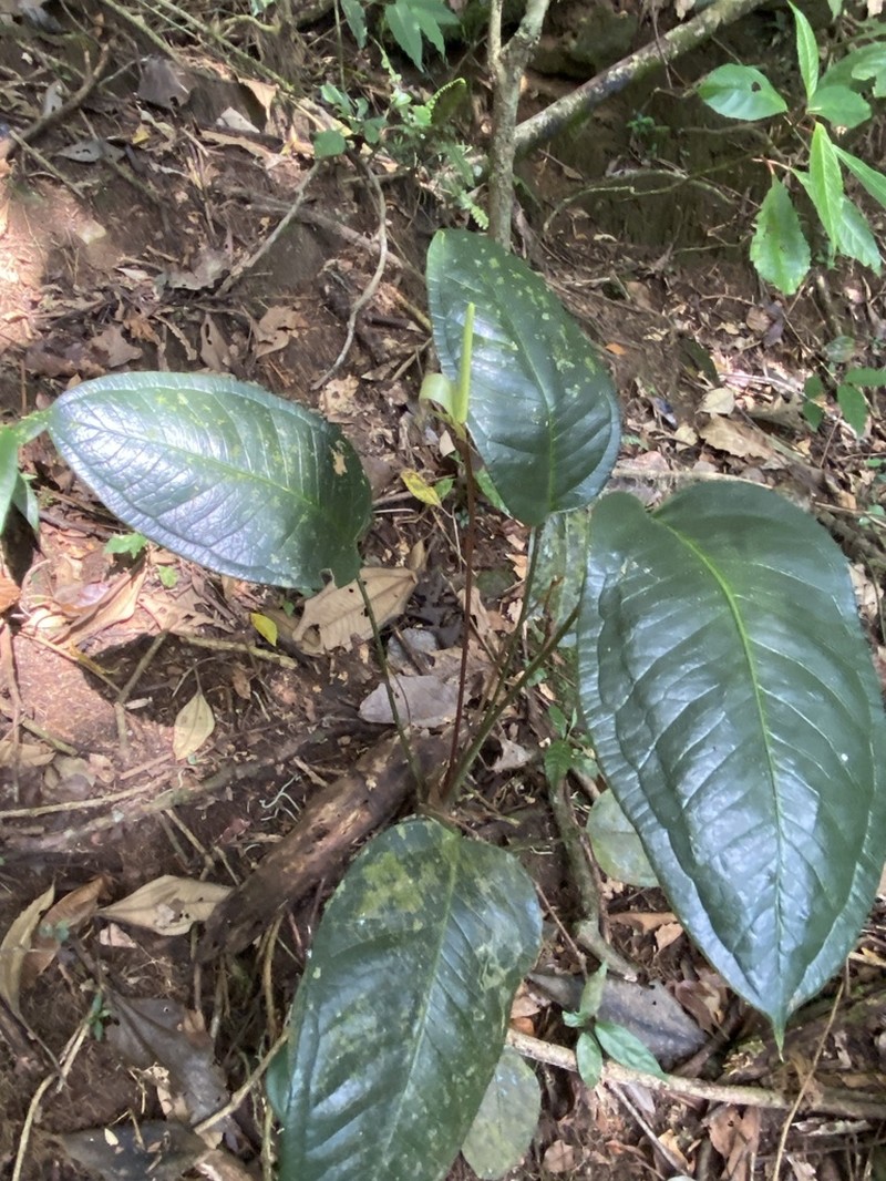 Anthurium lucioi