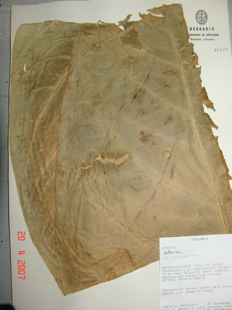Anthurium lucorum