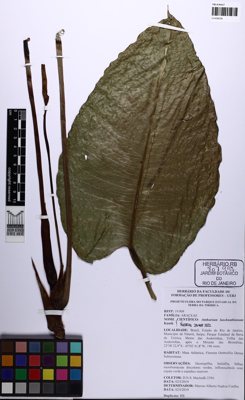 Anthurium luschnathianum photo 2