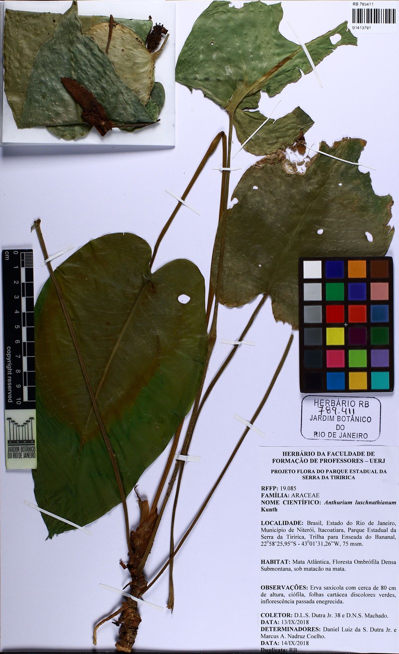 Anthurium luschnathianum photo 3