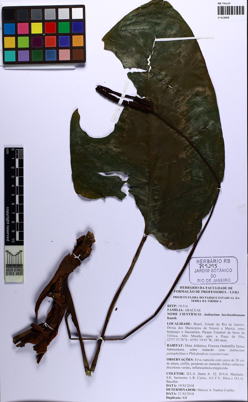 Anthurium luschnathianum photo 4