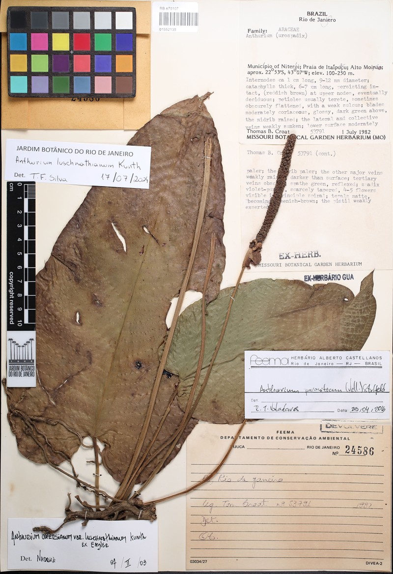 Anthurium luschnathianum photo 5