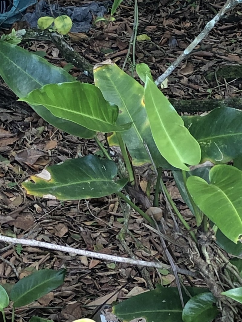 Anthurium luschnathianum