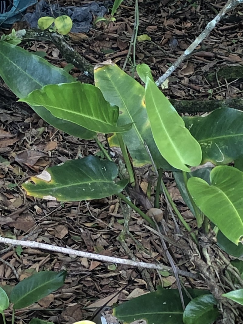Anthurium luschnathianum photo 6