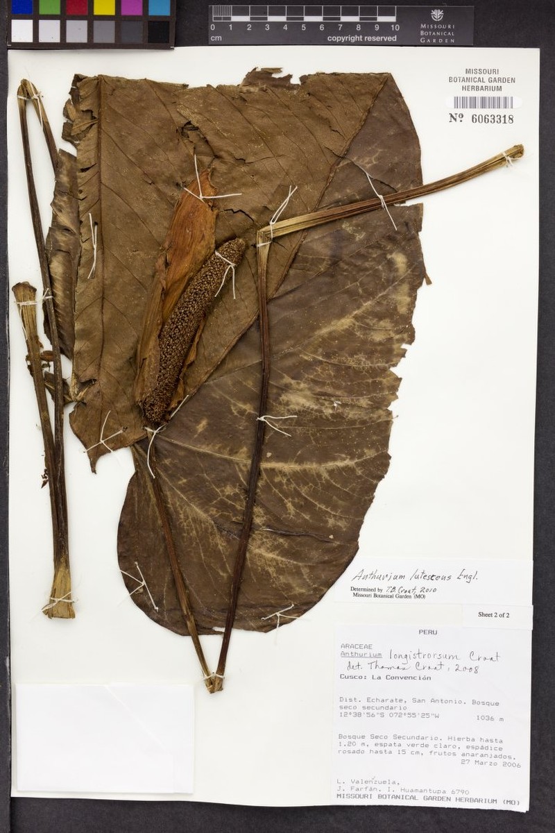 Anthurium lutescens