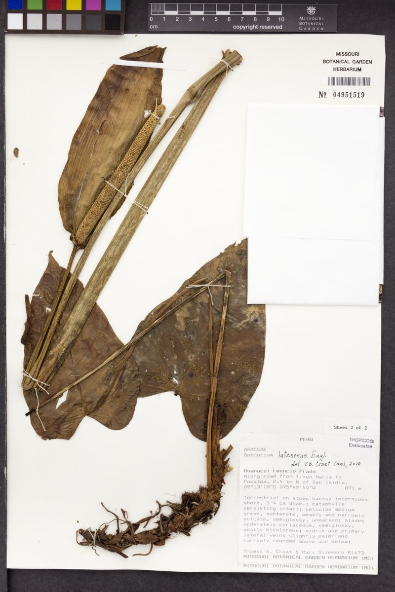 Anthurium lutescens photo 3