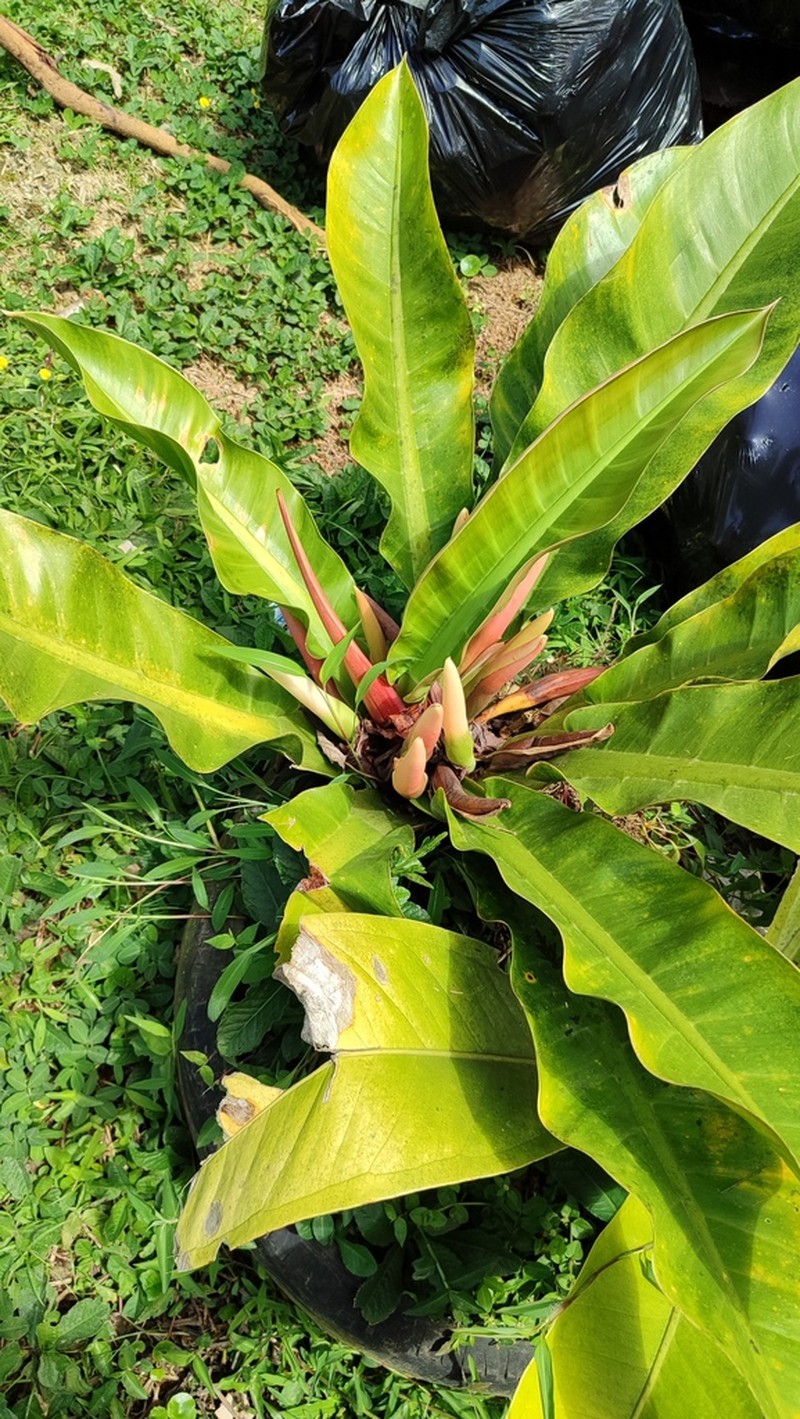 Anthurium luteynii photo 2