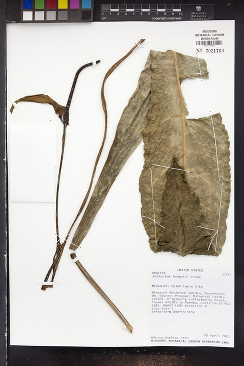 Anthurium luteynii photo 3