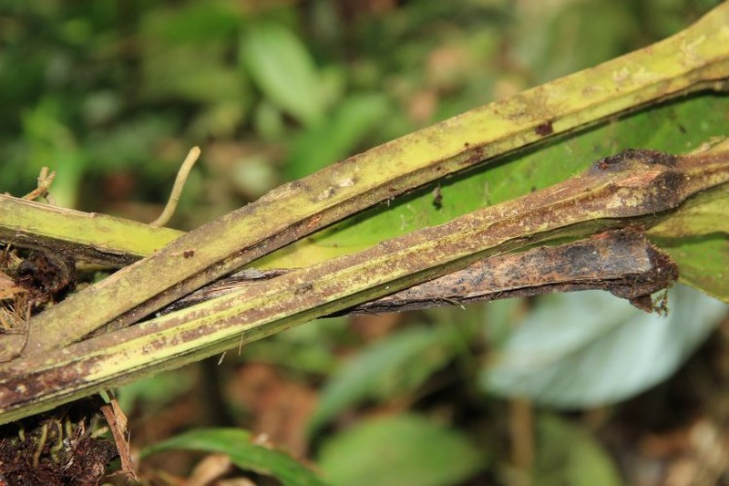 Anthurium luteynii photo 6