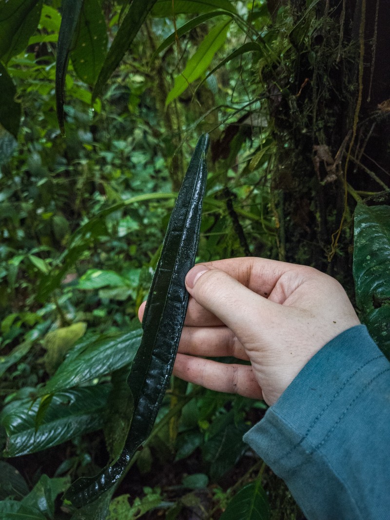 Anthurium lutheri photo 3