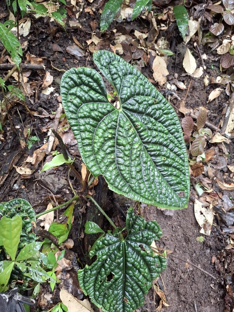 Anthurium luxurians