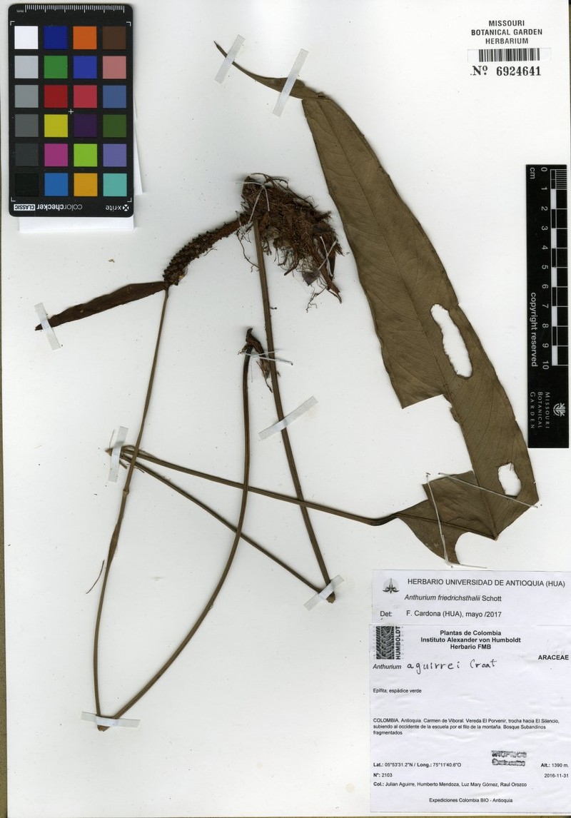 Anthurium luzmariae