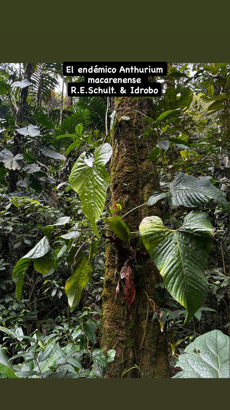 Anthurium macarenense