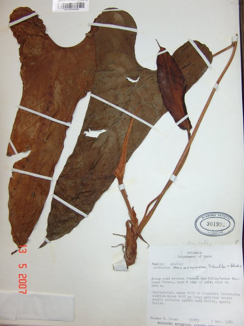 Anthurium macarenense photo 3
