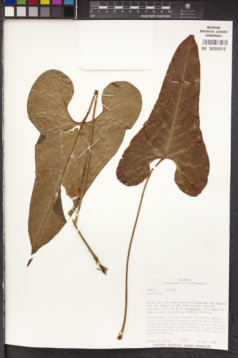 Anthurium macarenense photo 4