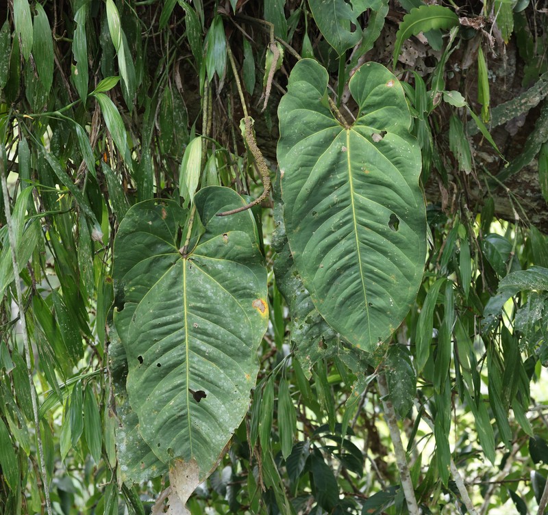 Anthurium macdanielii