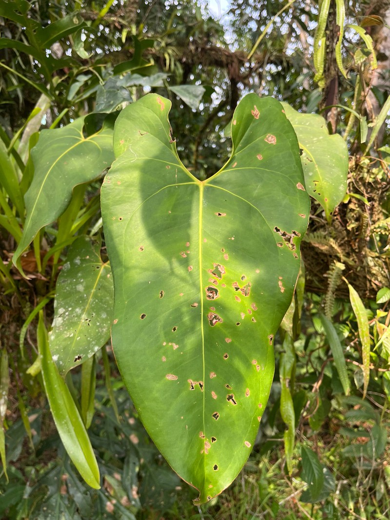 Anthurium macdanielii photo 2
