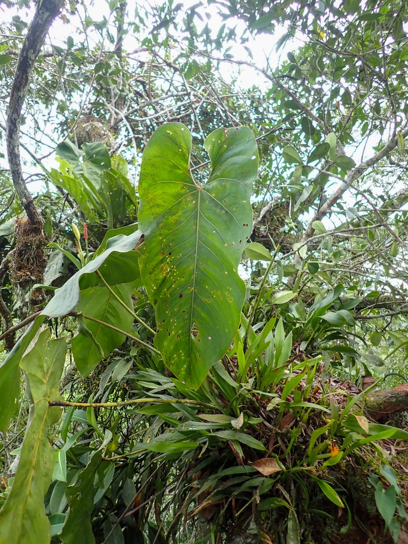 Anthurium macdanielii photo 3