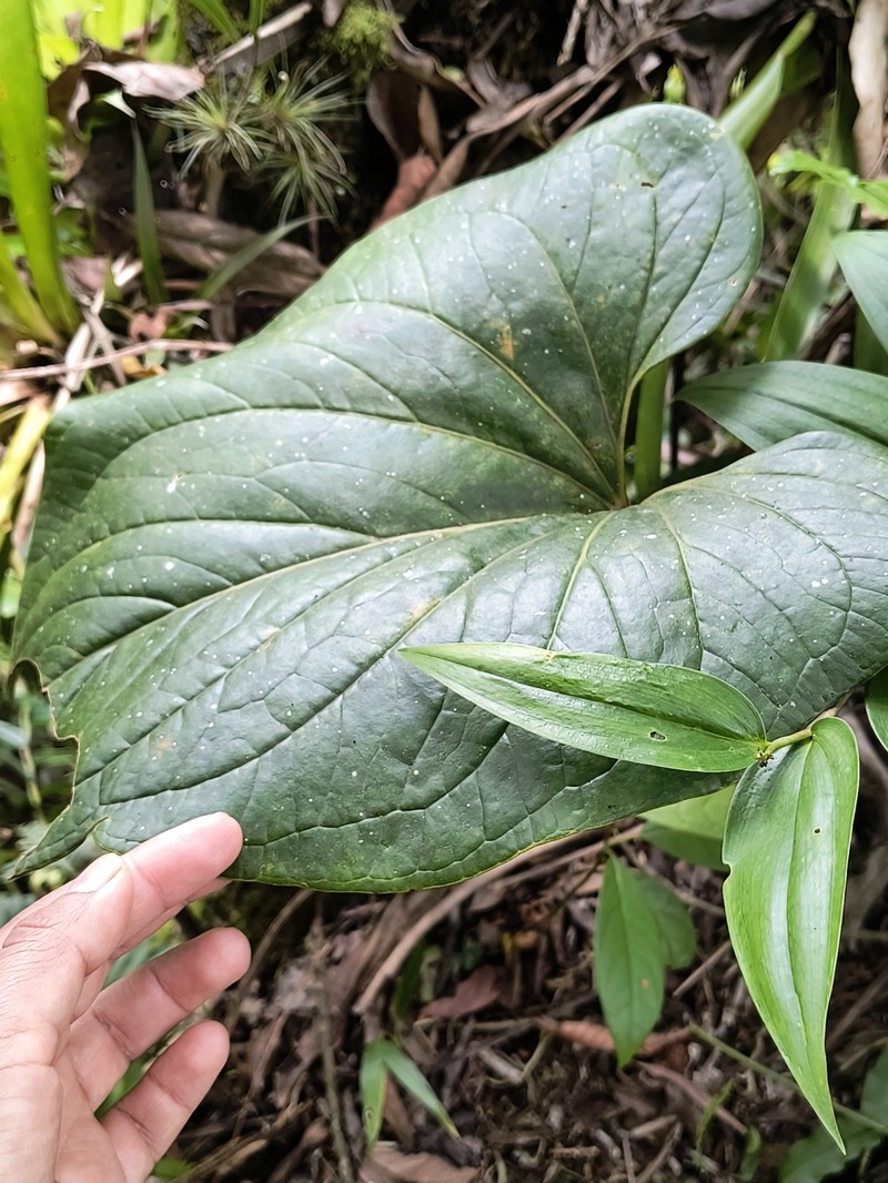 Anthurium macdougallii photo 2