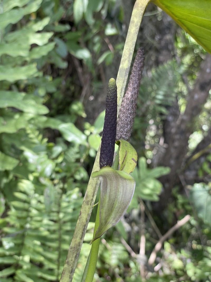 Anthurium macdougallii photo 3