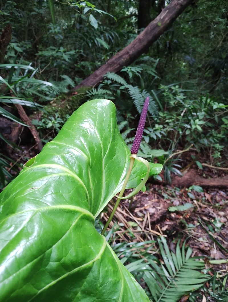Anthurium macdougallii photo 4