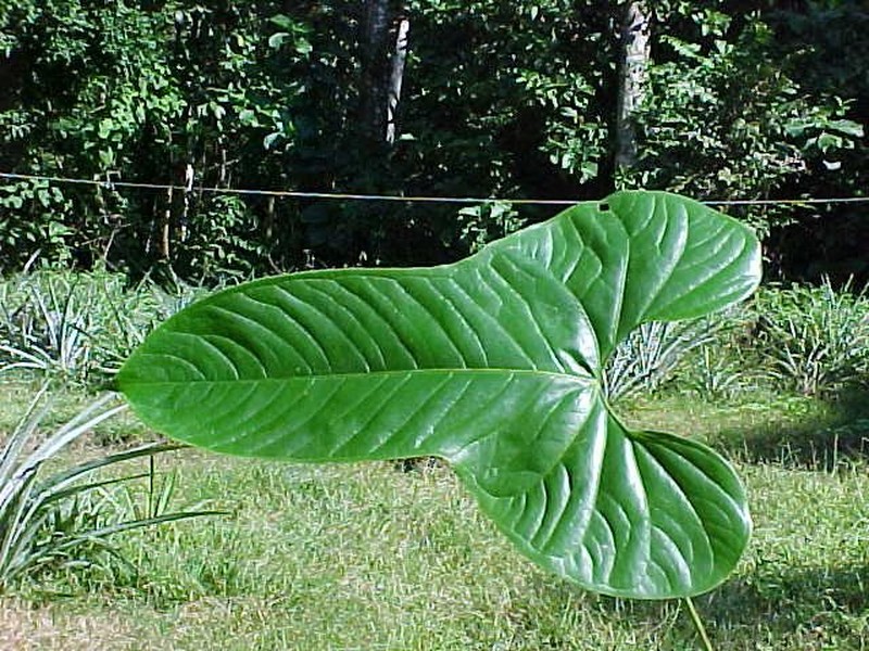 Anthurium macleanii photo 5