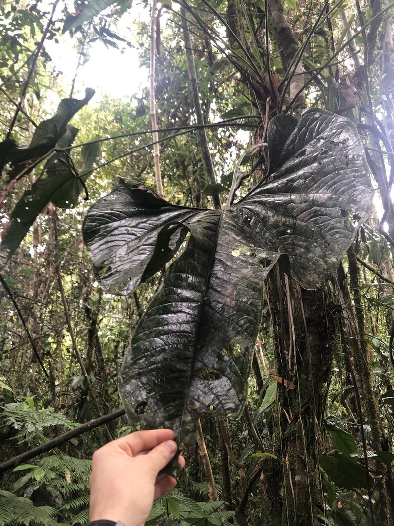 Anthurium macleanii