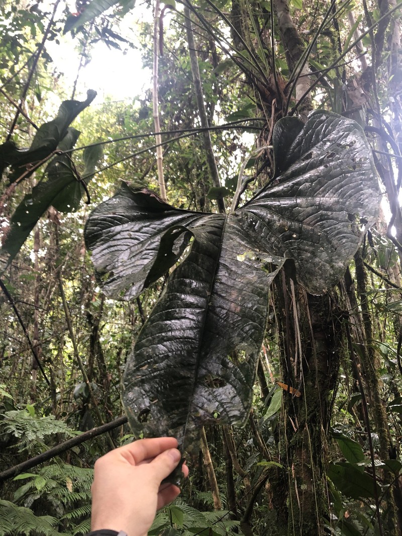 Anthurium macleanii photo 2