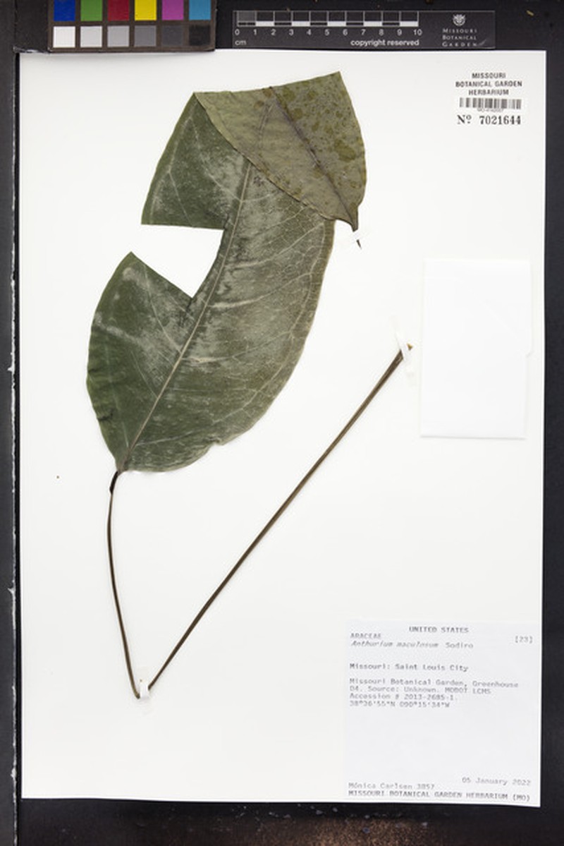 Anthurium maculosum
