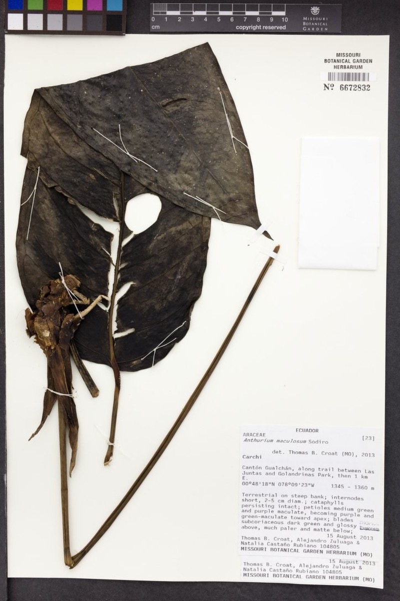 Anthurium maculosum photo 2