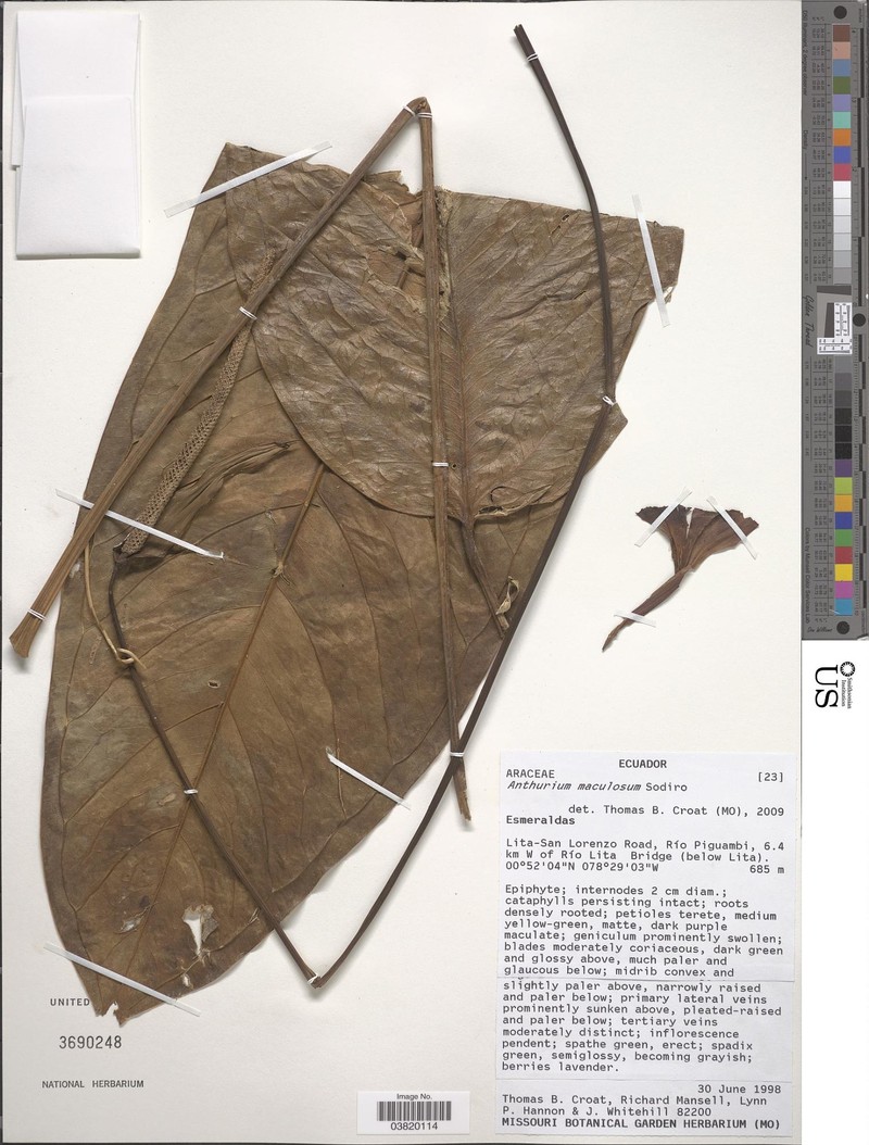 Anthurium maculosum photo 3