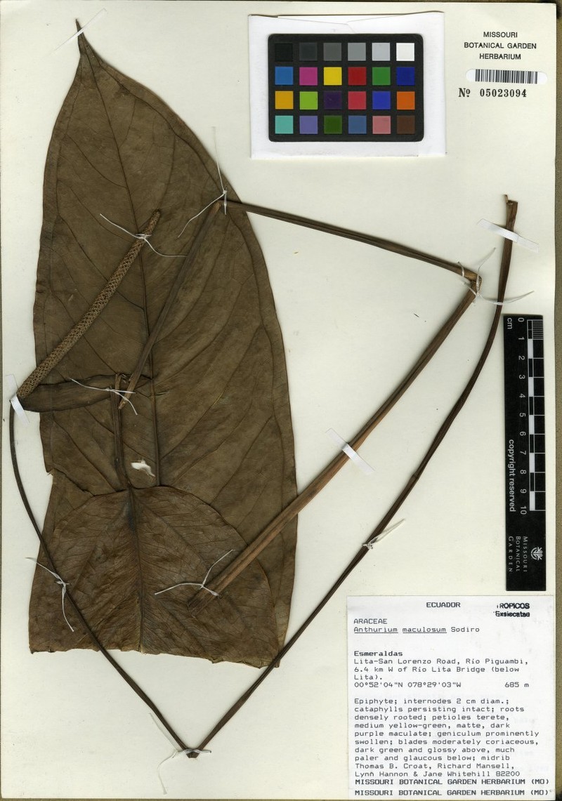 Anthurium maculosum photo 4