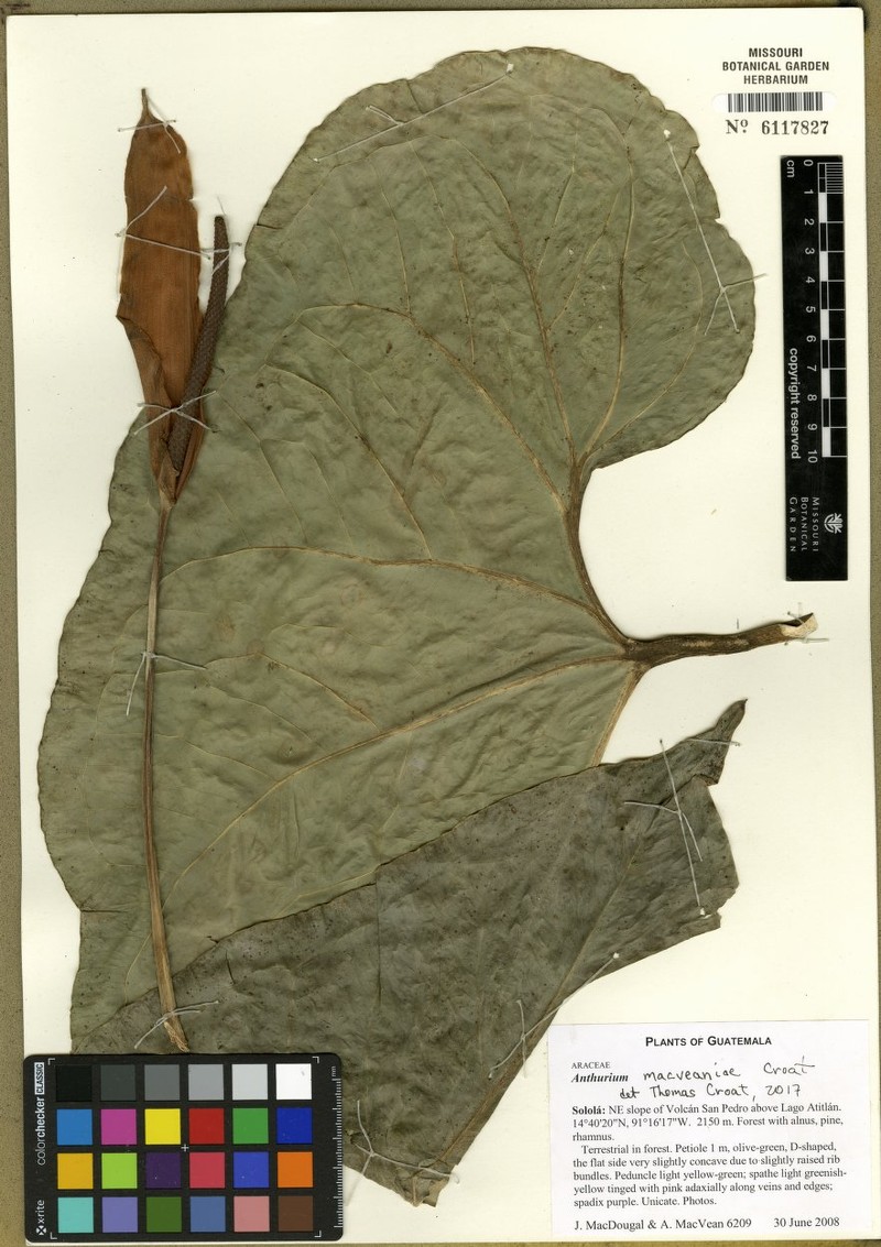 Anthurium macveaniae