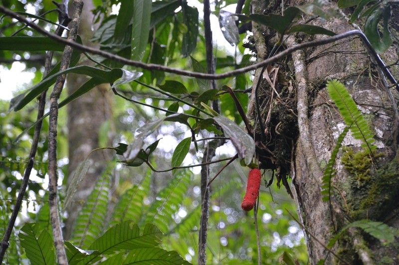 Anthurium madisonianum photo 5