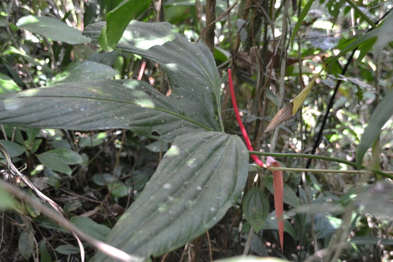 Anthurium madisonianum photo 2