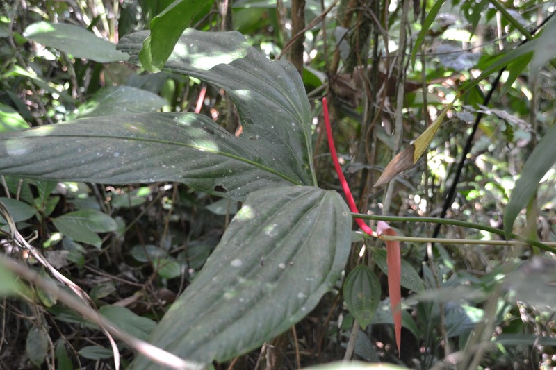 Anthurium madisonianum photo 3