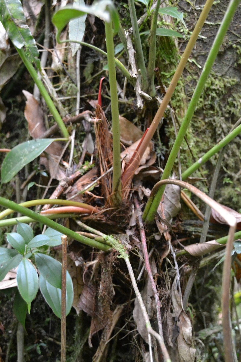 Anthurium madisonianum photo 4