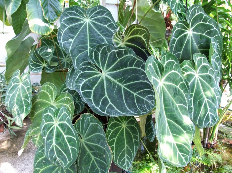 Anthurium magnificum