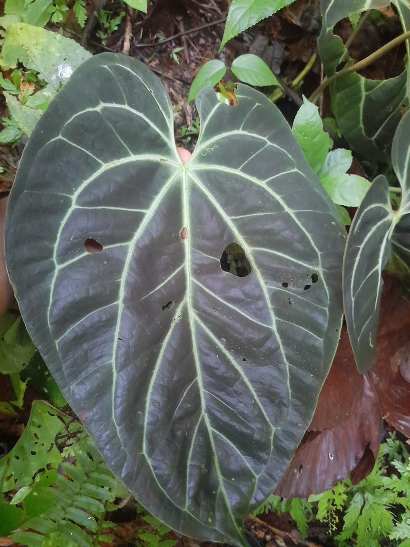 Anthurium magnificum photo 2