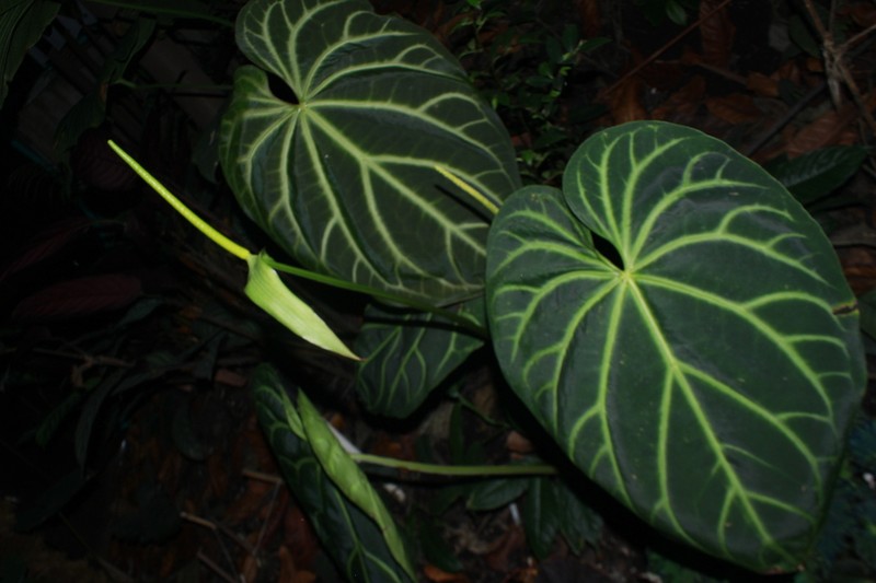 Anthurium magnificum photo 3