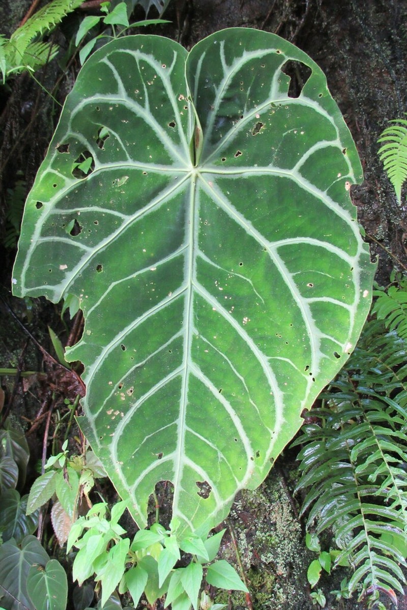 Anthurium magnificum photo 4